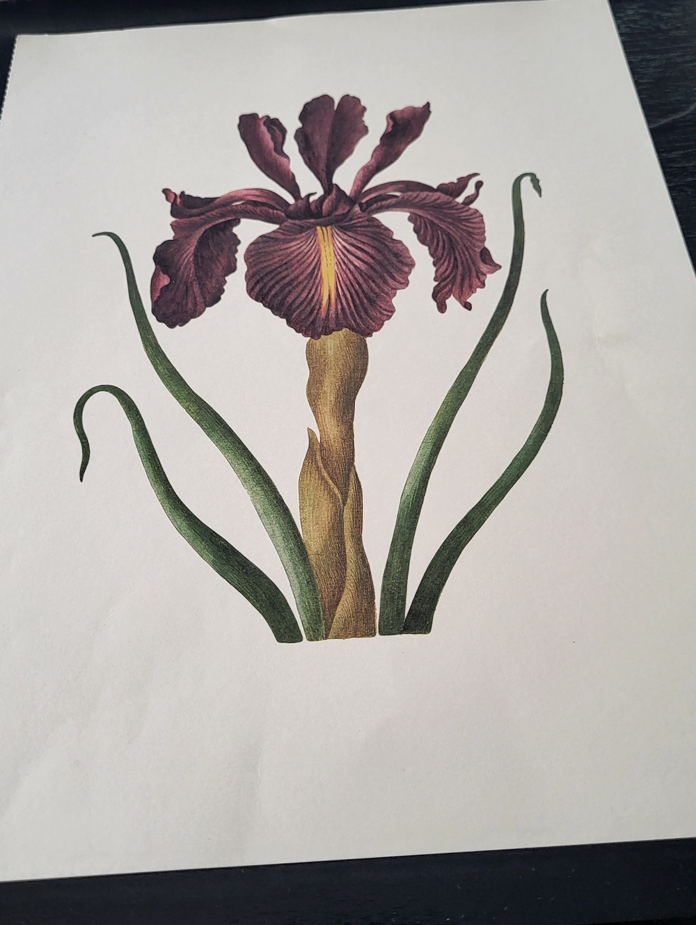 Vintage Botanical Iris Wall Art Print Size Approx. 11.5 by 8.5